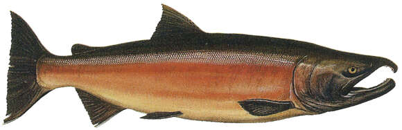 Image of Coho Salmon