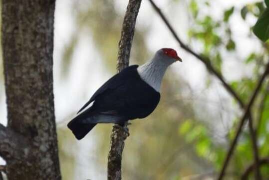 Image of blue pigeon