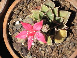 Image of Graptopetalum bellum (Moran & Meyran) D. R. Hunt