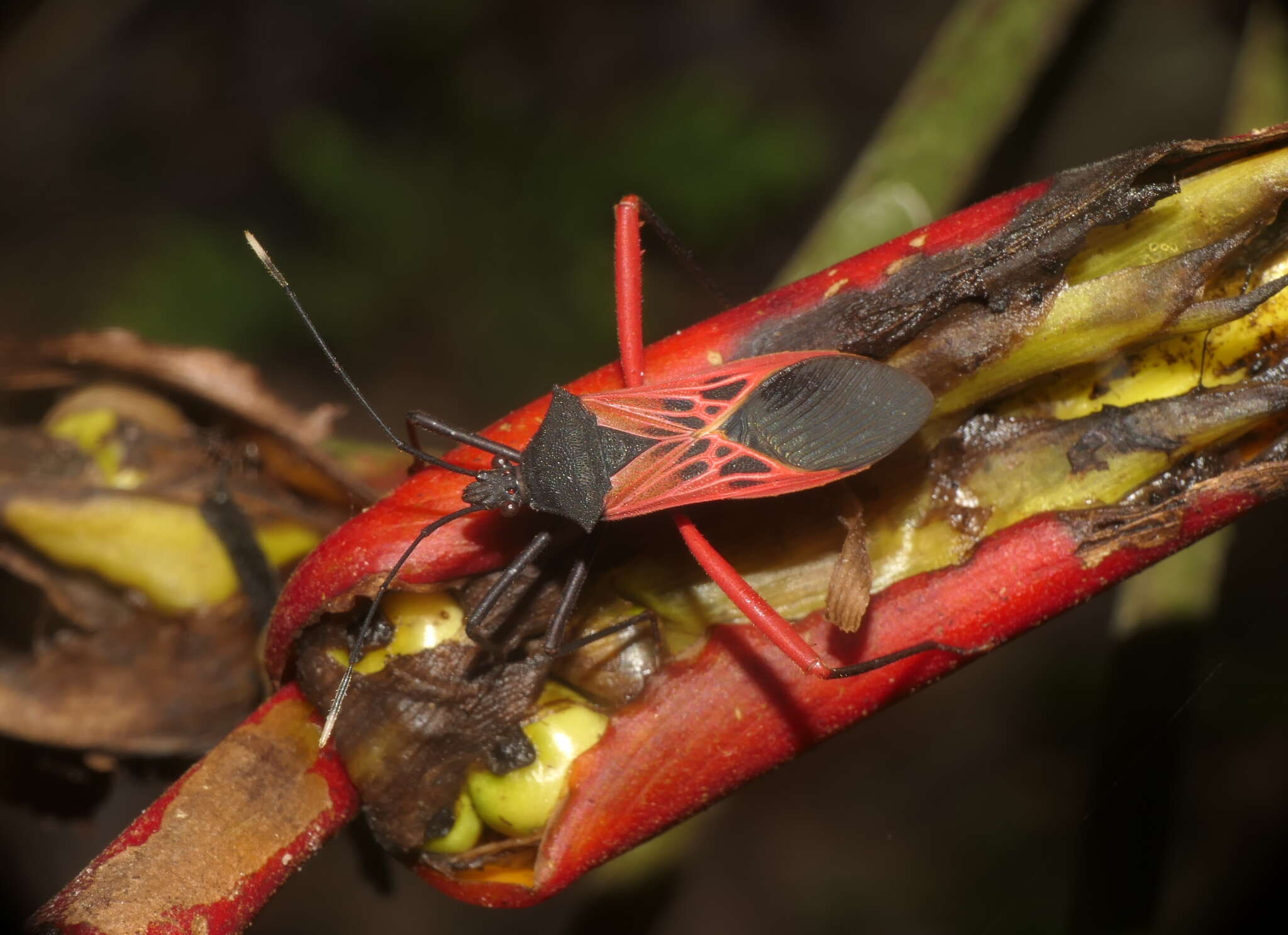 صورة Leptoscelis excellens Stål 1865