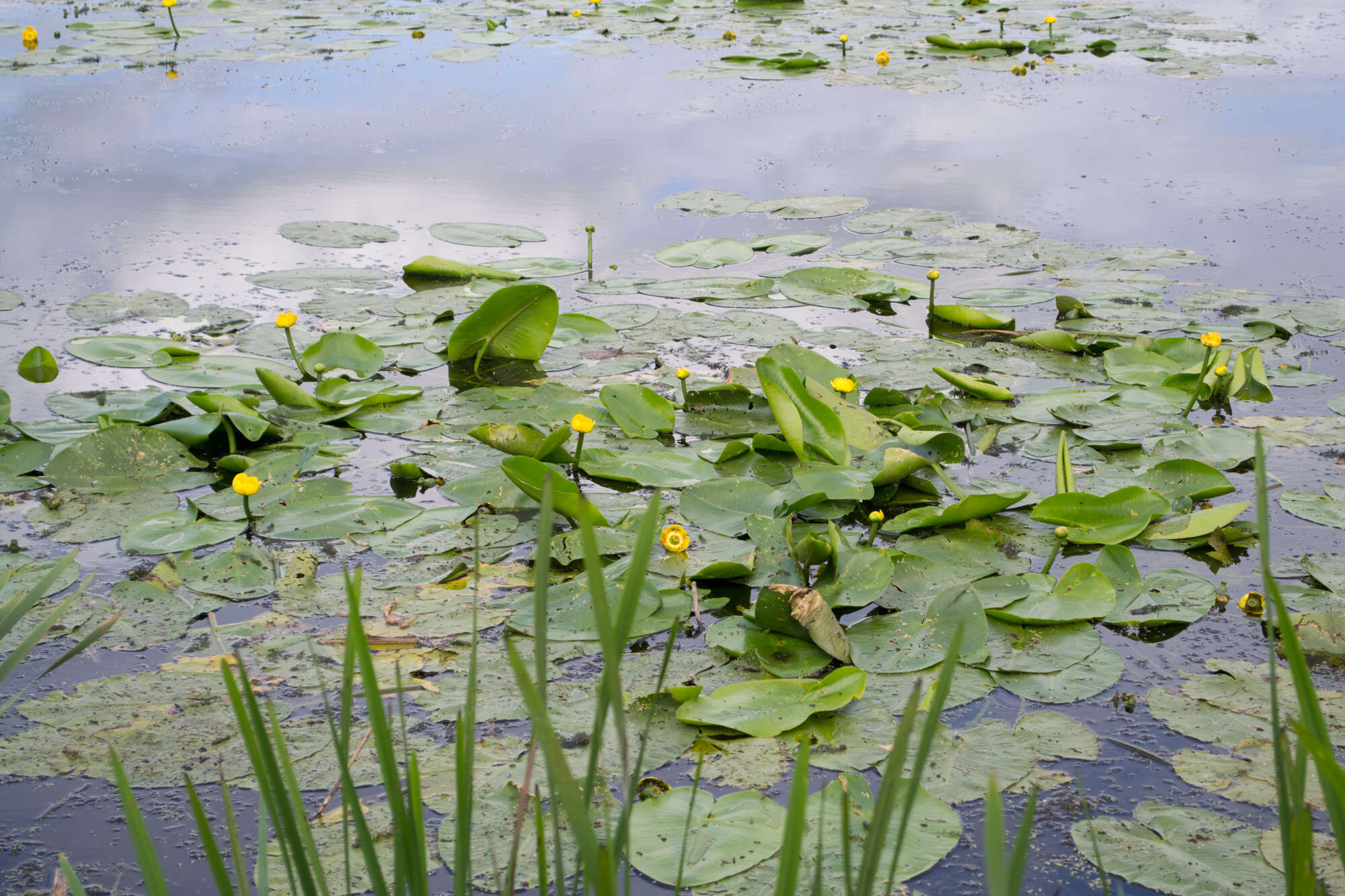 Image of Yellow Water-lily