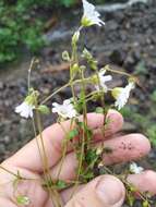 Image of Regel's chickweed