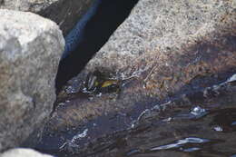 Image of Sierra Nevada Yellow-legged Frog