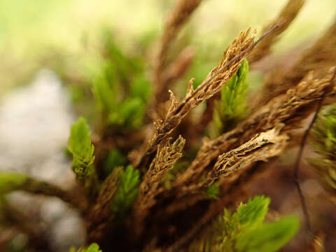 Image of racomitrium moss