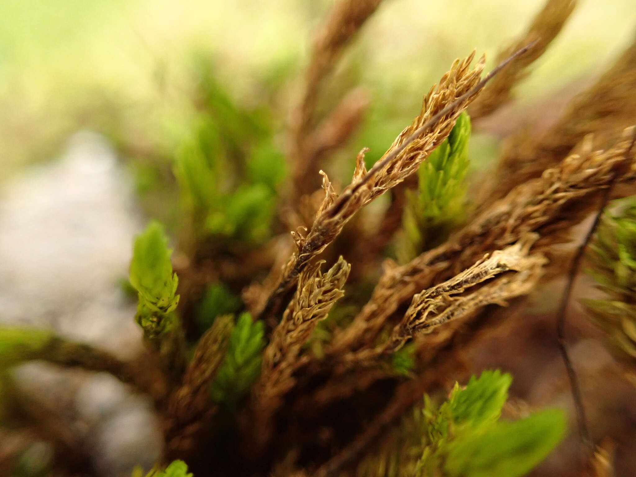 Image of racomitrium moss