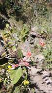 Image of Colquhounia coccinea Wall.