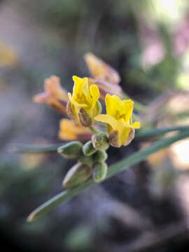 Image of Physaria arenosa (Richardson) O'Kane & Al-Shehbaz