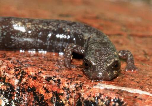 Image of Fairview Slender Salamander