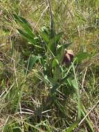 Image of checker lily