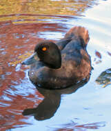 Image of New Zealand Scaup