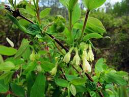 Imagem de Lonicera caerulea subsp. edulis (Turcz. ex Herder) Hultén