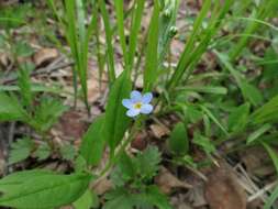 Image of Trigonotis radicans (Turcz.) Stev.