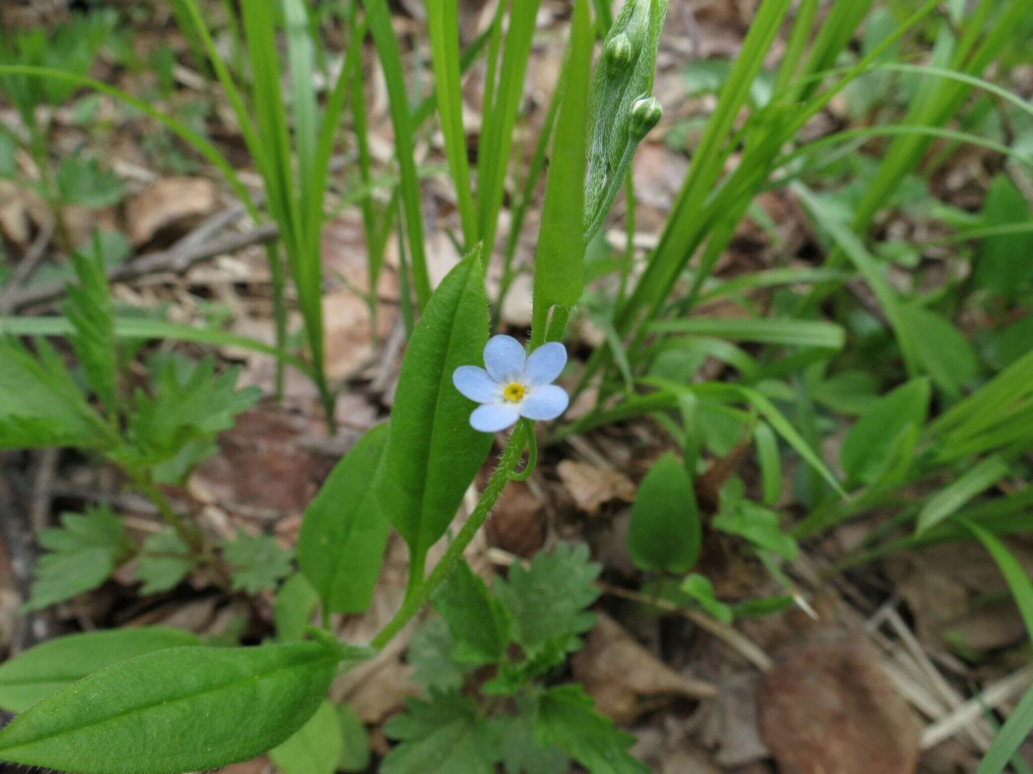 Image of Trigonotis radicans (Turcz.) Stev.