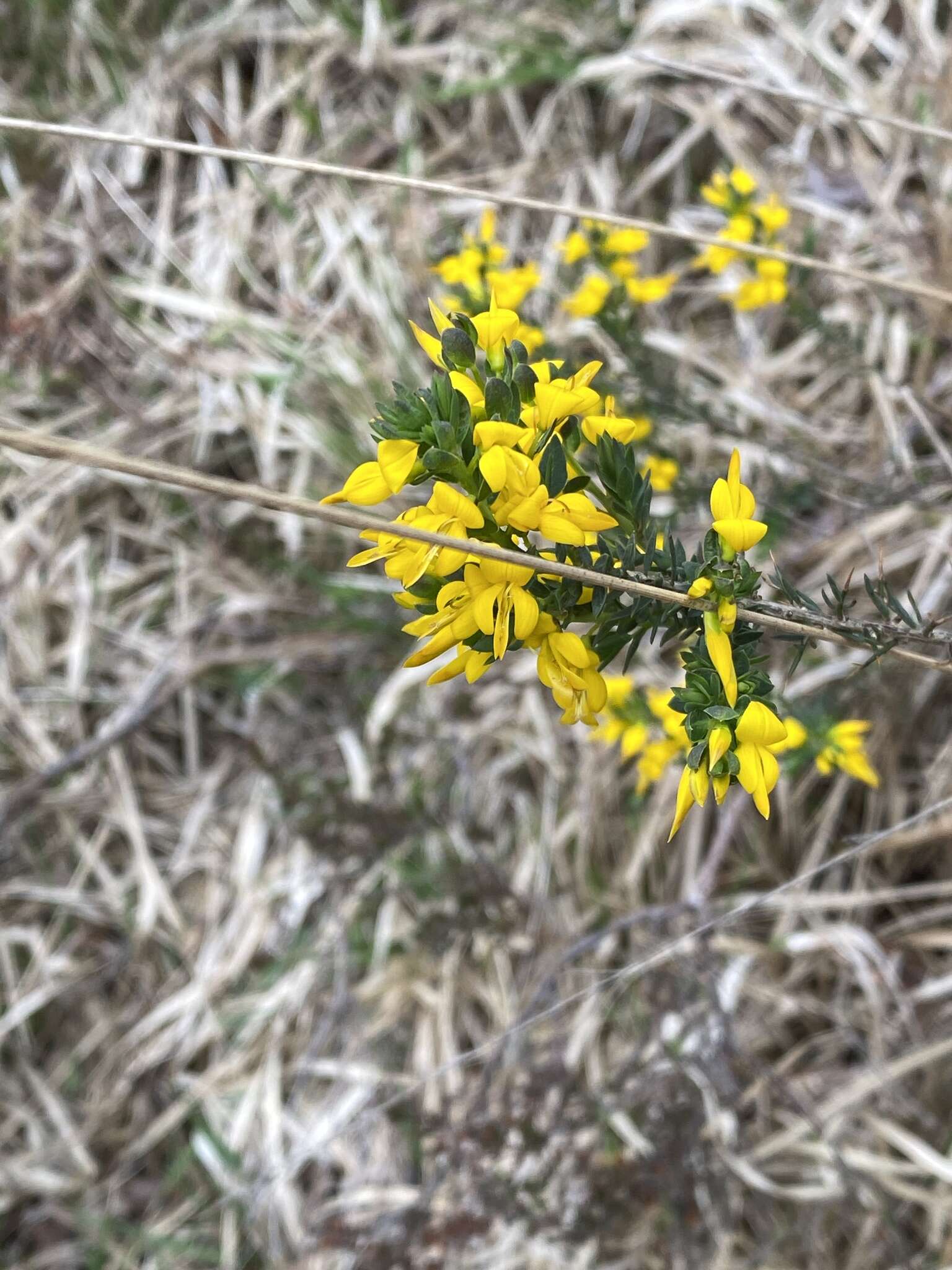 Слика од Genista anglica L.