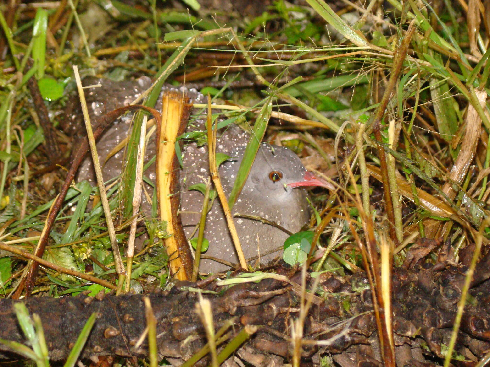 Image of Small-billed Tinamou