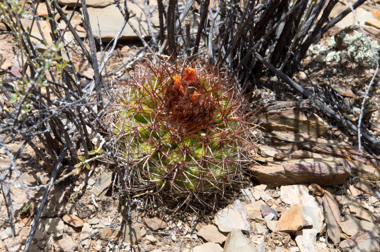 Image of Parodia maassii (Heese) A. Berger