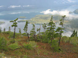 Image of Mountain Hemlock