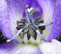 Слика од Aconitum napellus L.