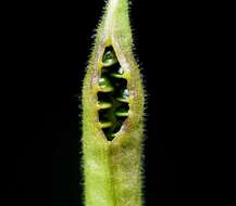 Слика од Aconitum napellus L.