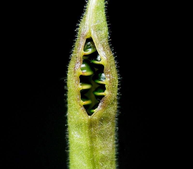 Слика од Aconitum napellus L.