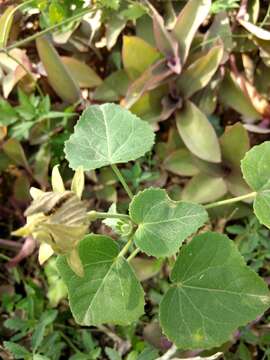 Image of heartleaf rosemallow