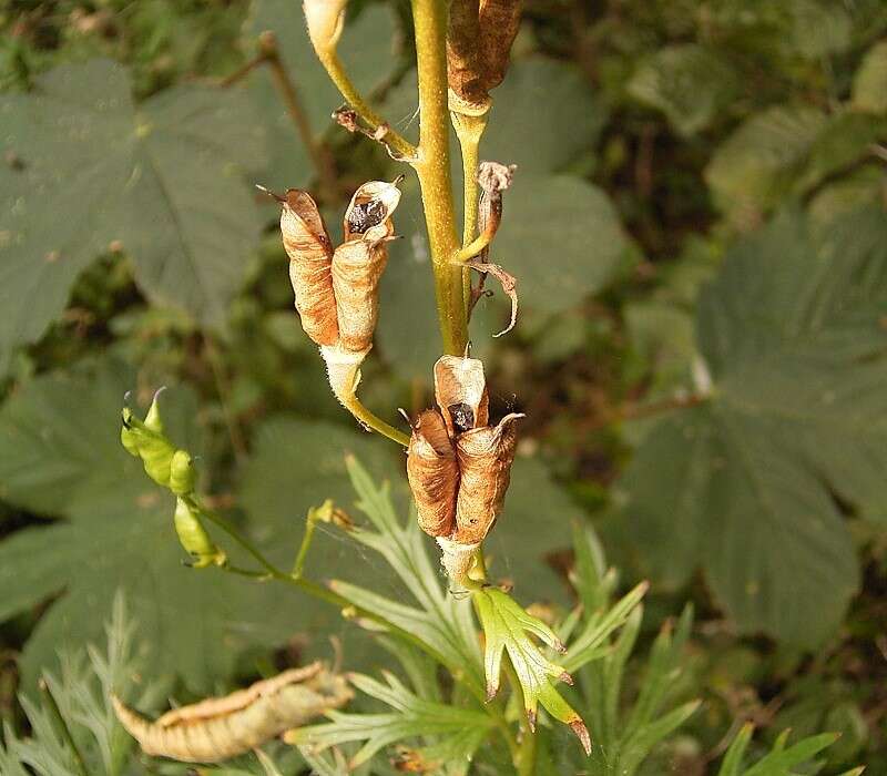 Слика од Aconitum napellus L.