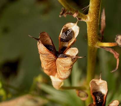 Слика од Aconitum napellus L.