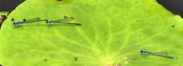 Image of Black-tailed Bluet