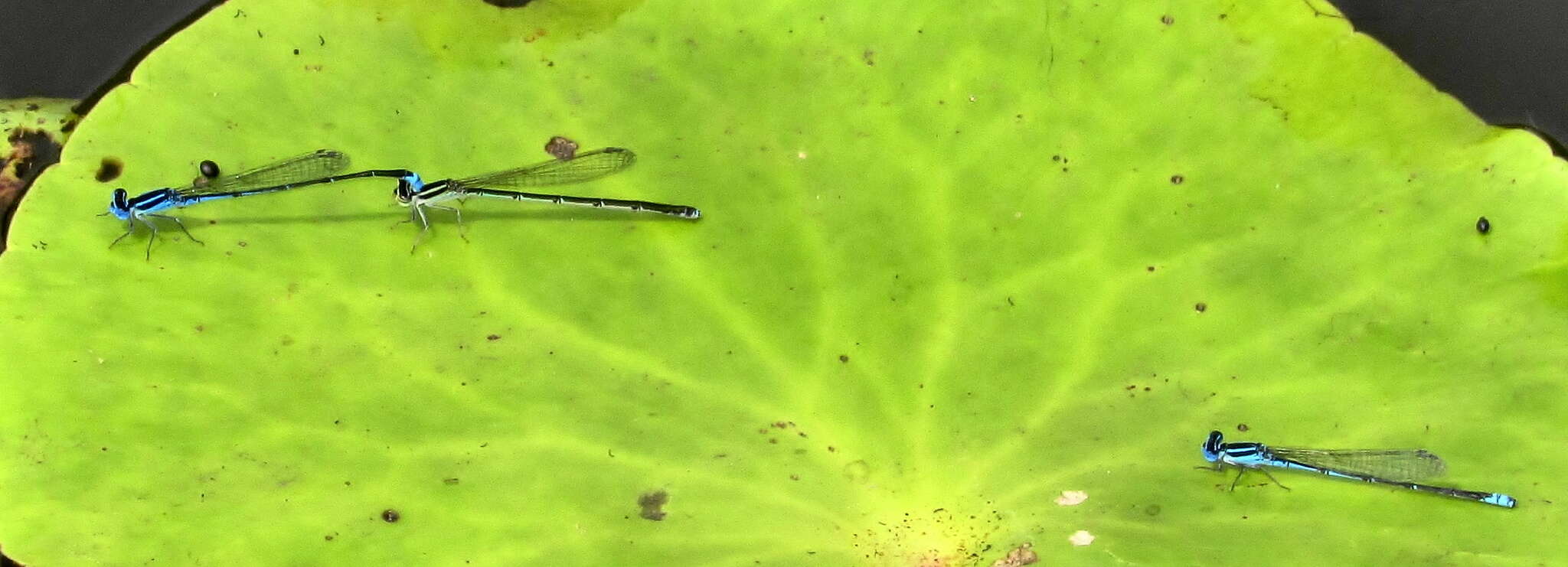 Image of Black-tailed Bluet