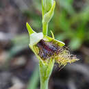 Imagem de Calochilus therophilus D. L. Jones