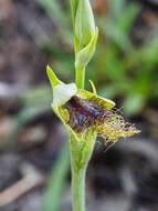 Calochilus therophilus D. L. Jones的圖片