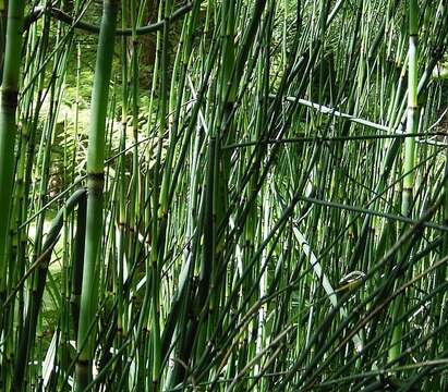 Image of Southern Giant Horsetail