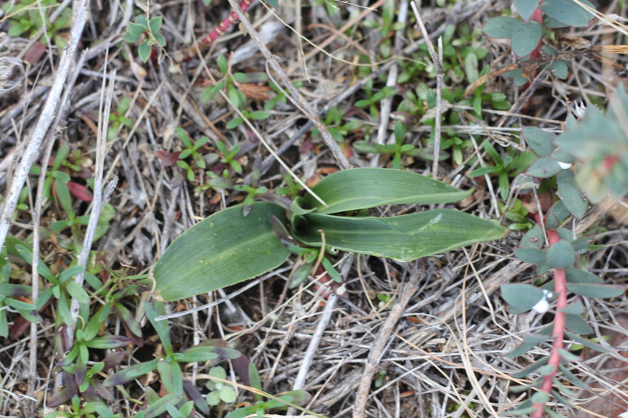 Imagem de Brachystele dilatata (Lindl.) Schltr.