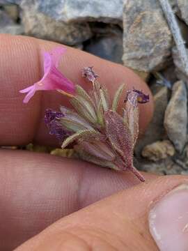 Image of annual redspot monkeyflower