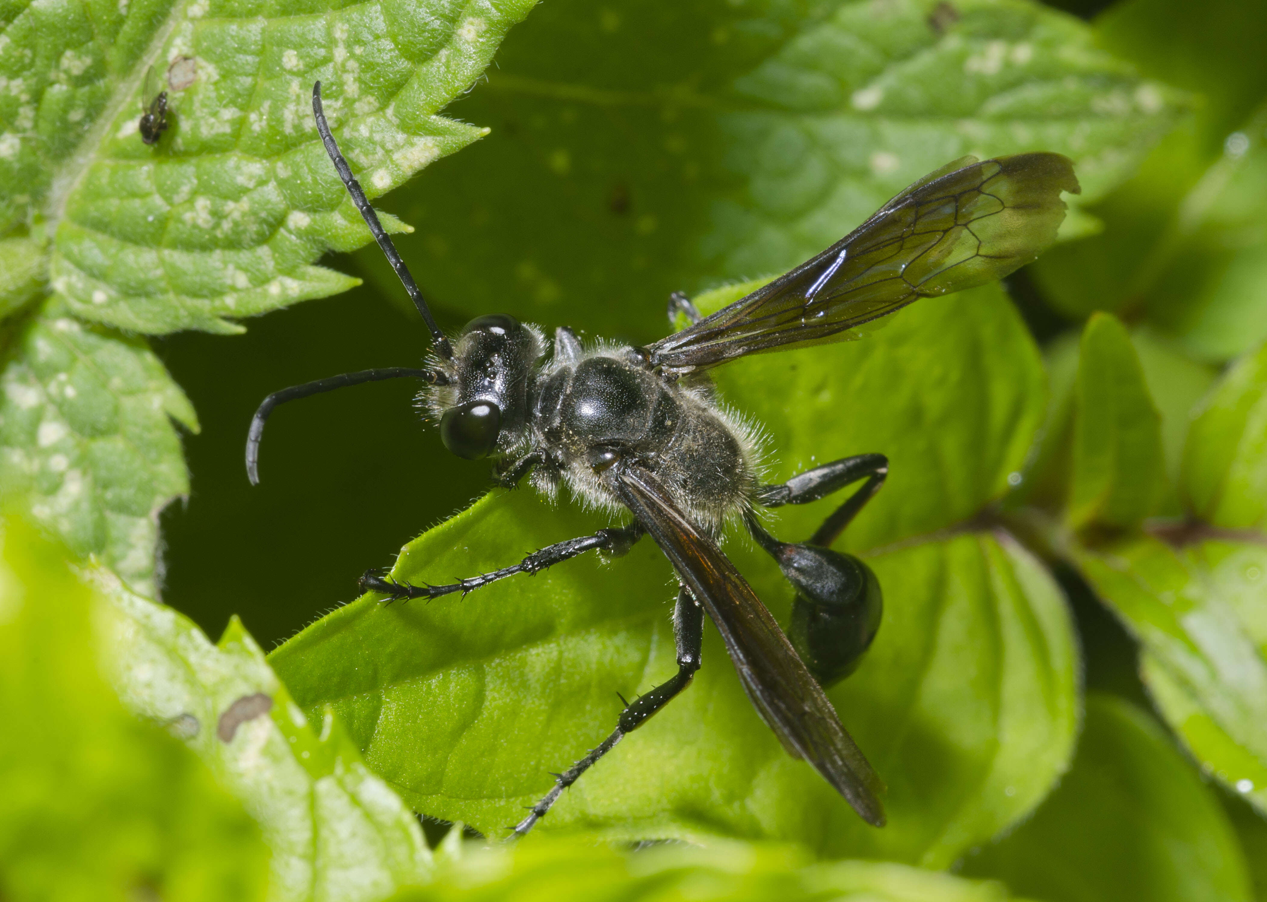 صورة Isodontia mexicana (de Saussure 1867)