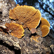 Image of Hymenochaete setipora (Berk.) S. H. He & Y. C. Dai 2012