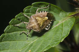 Image of sloe bug