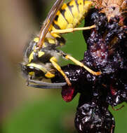 Image of Common wasp