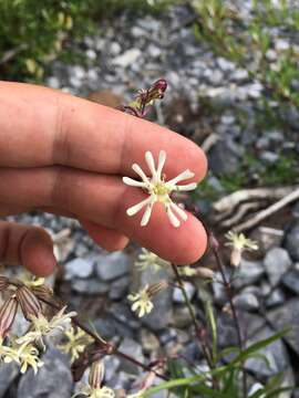 Imagem de Silene chamarensis Turcz.