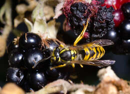 Image of Common wasp