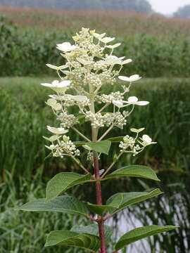 Image of panicled hydrangea