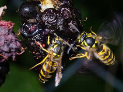 Image of Common wasp