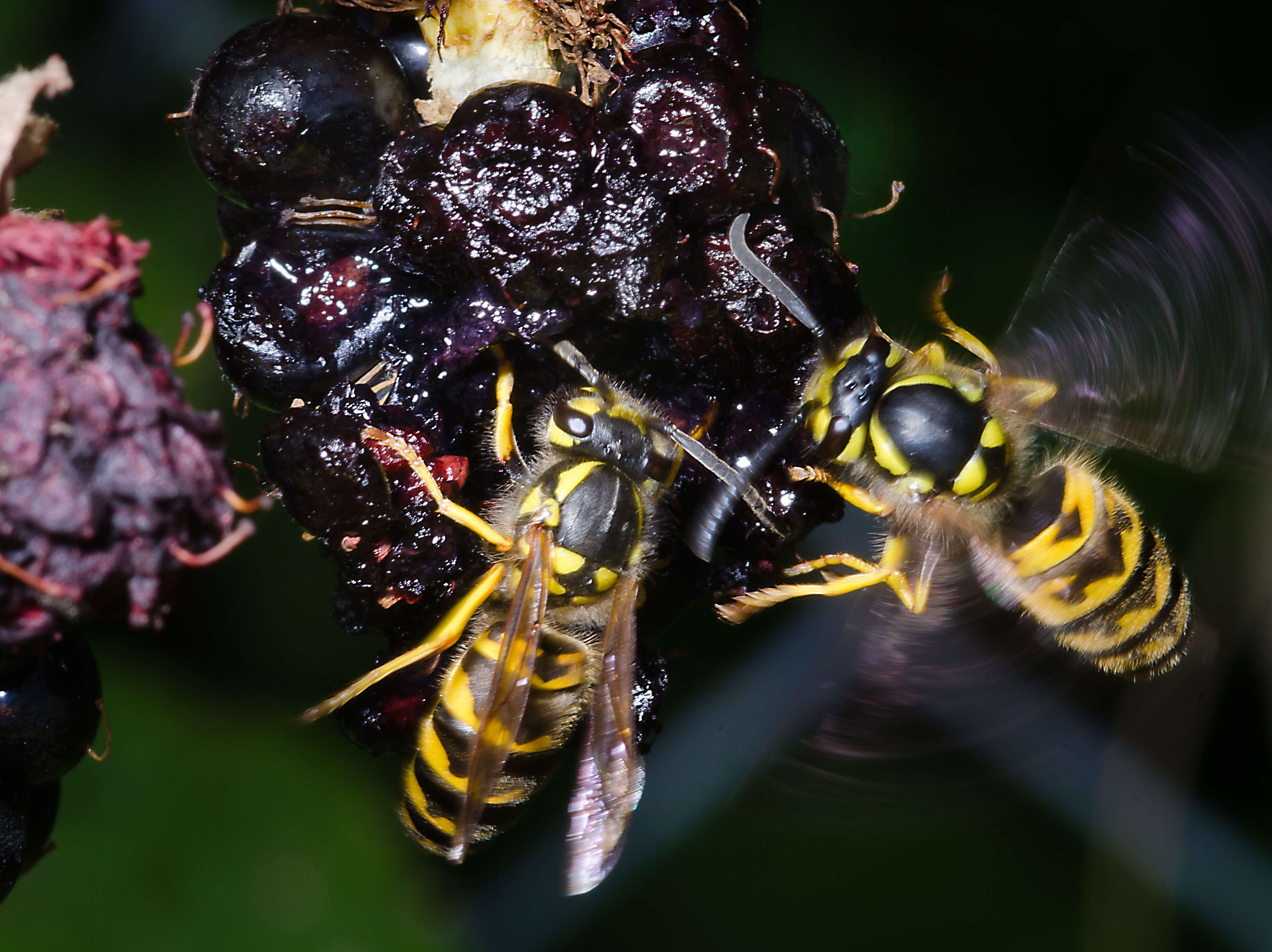 Image of Common wasp