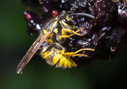 Image of Common wasp