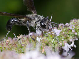 Image of Mud dauber