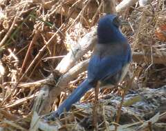 Image of Island Scrub Jay