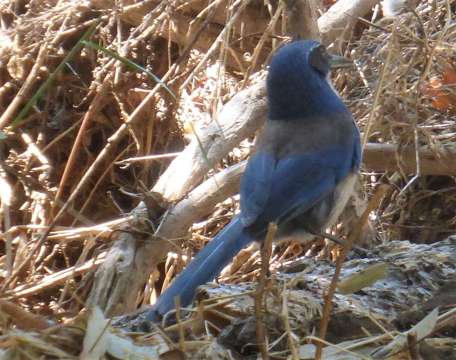 Image of Island Scrub Jay