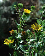 Image of Curly-cup gumweed