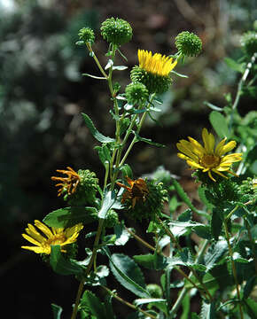 Grindelia squarrosa (Pursh) Dunal resmi