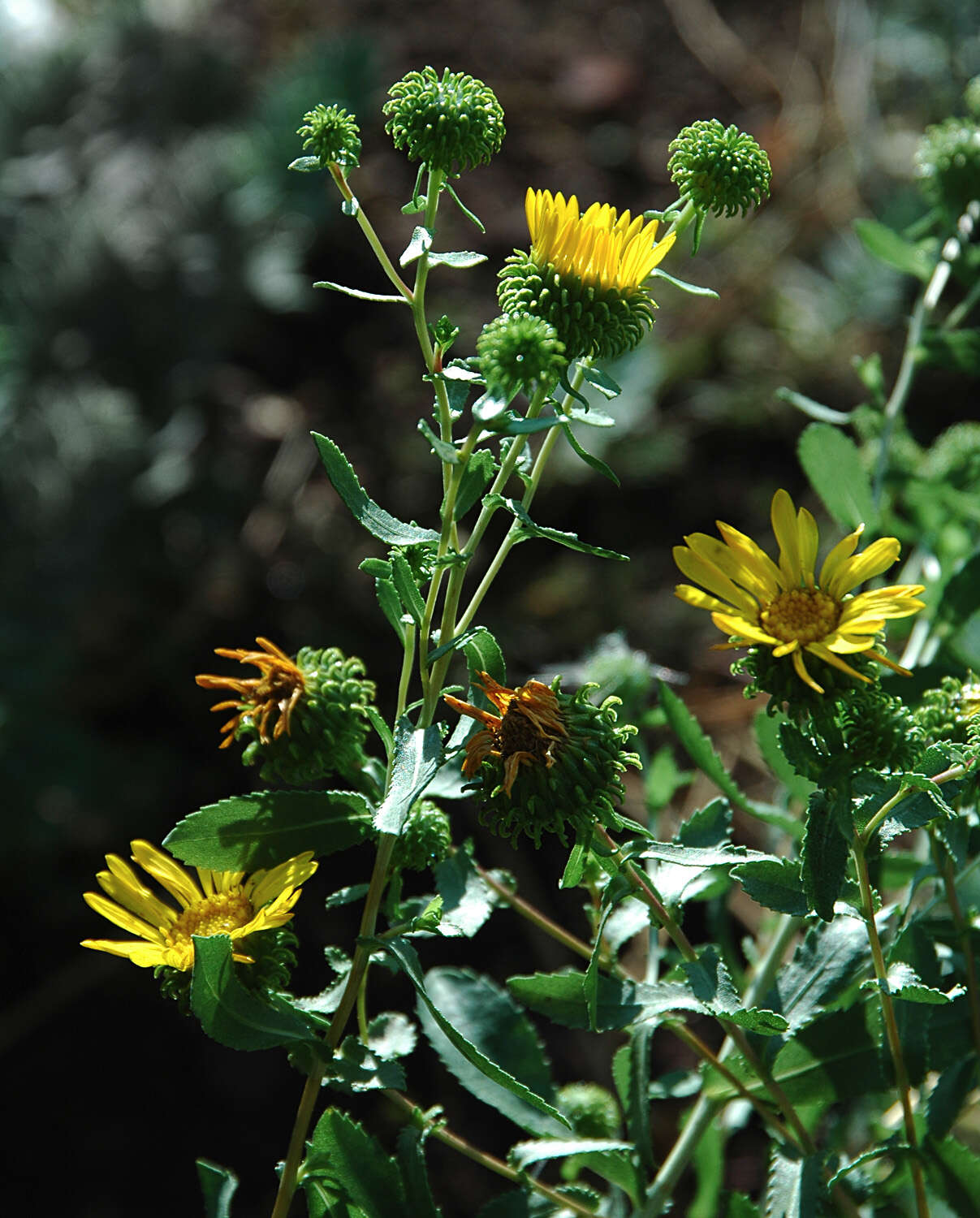 Image of Curly-cup gumweed